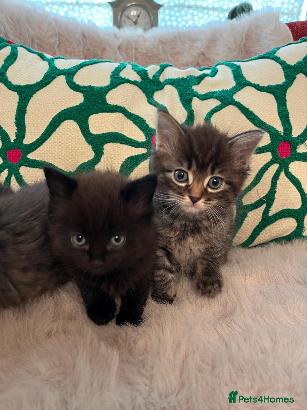 Ragdoll cats for sale: Beautiful Fluffy Ragdoll Cross Kittens For Sale - Image 3