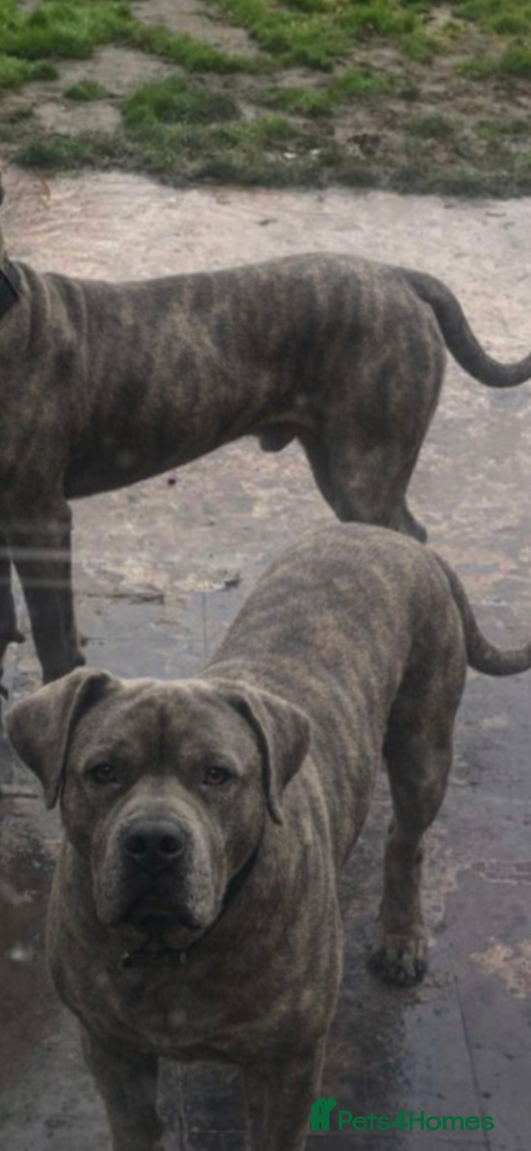 Presa Canario dogs Dual Purpose Presa Canario Puppies for Homing - Advert 5