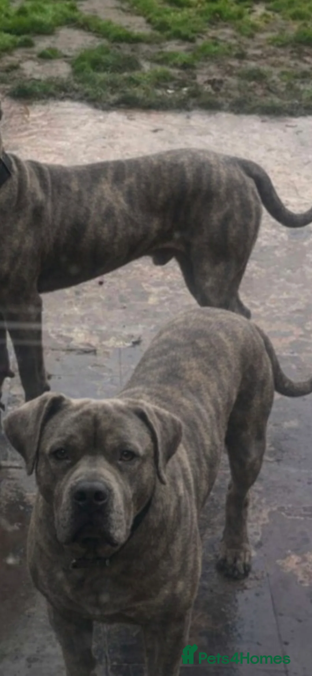 Presa Canario dogs for sale: Dual Purpose Presa Canario Puppies for Homing - Advert 1