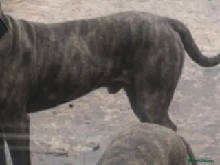 Presa Canario dogs Dual Purpose Presa Canario Puppies for Homing - Advert 1