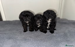 Sheepadoodle dogs for sale: Micro-mini Sheepadoodle reduced !!!!! - Image 30