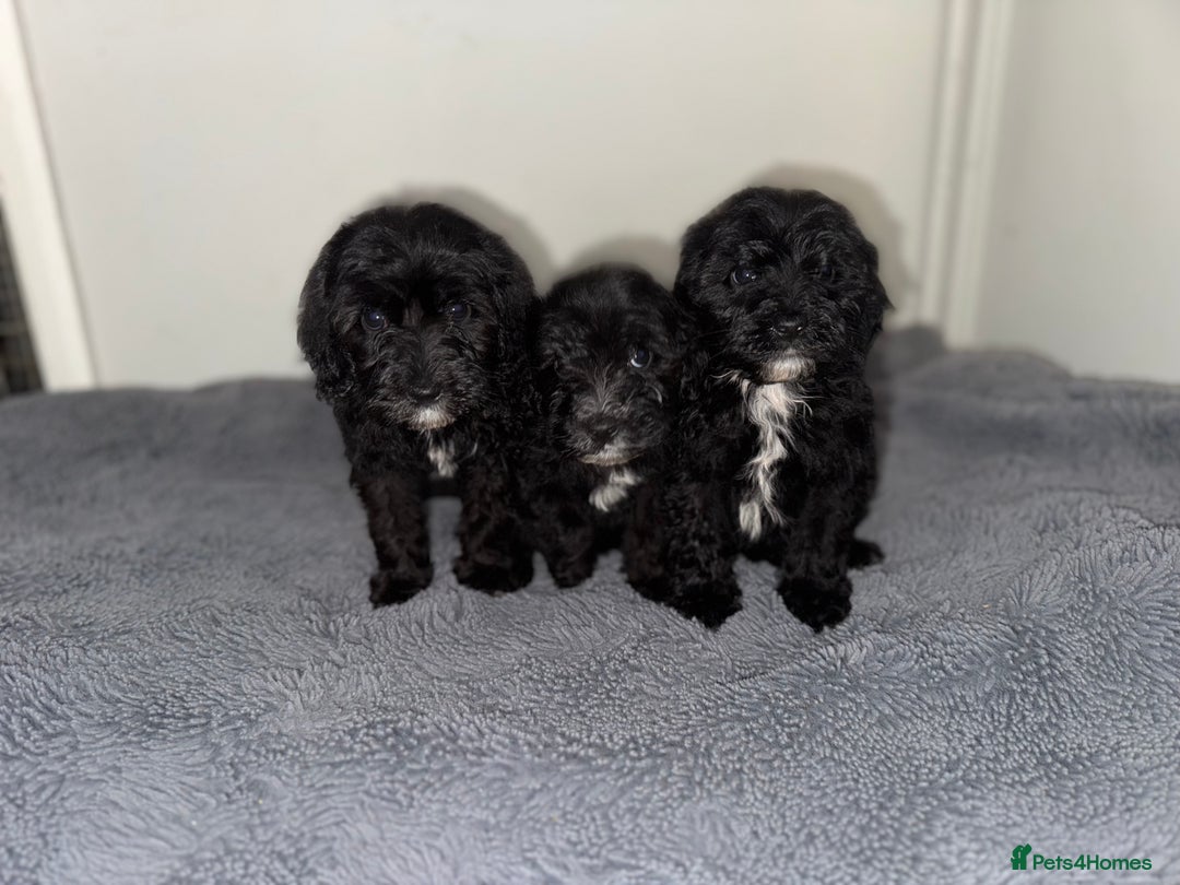 Sheepadoodle dogs for sale: Micro-mini Sheepadoodle reduced !!!!! - Image 30