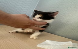 British Shorthair cats for sale: Kittens for sale - Image 5