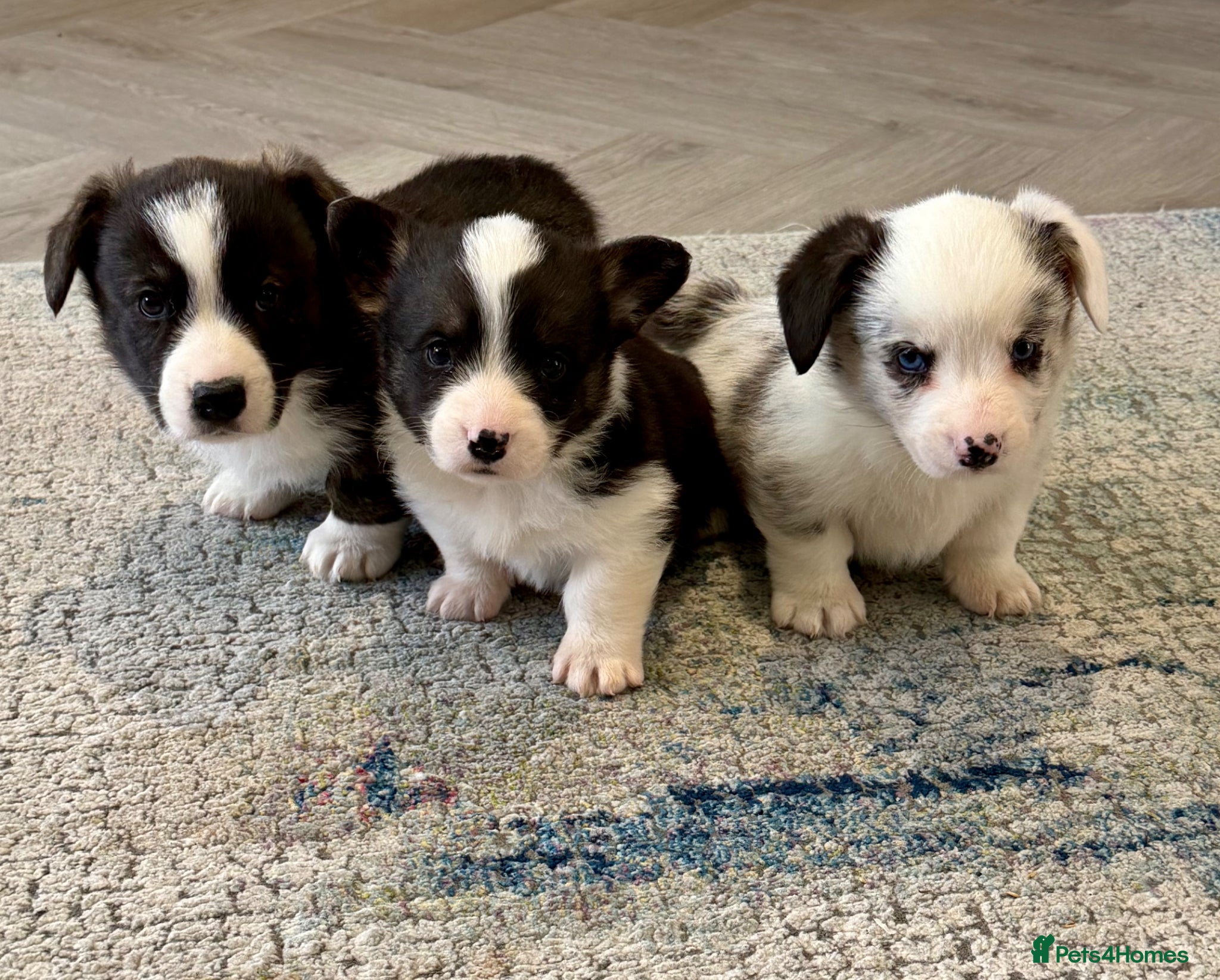 Welsh Corgi Cardigan dogs Stunning litter of Welsh cardigan corgi puppies  - Advert 10