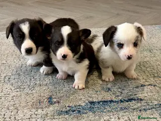 Welsh Corgi Cardigan dogs Ready now Stunning litter of Welsh cardigan corgis - Advert 2