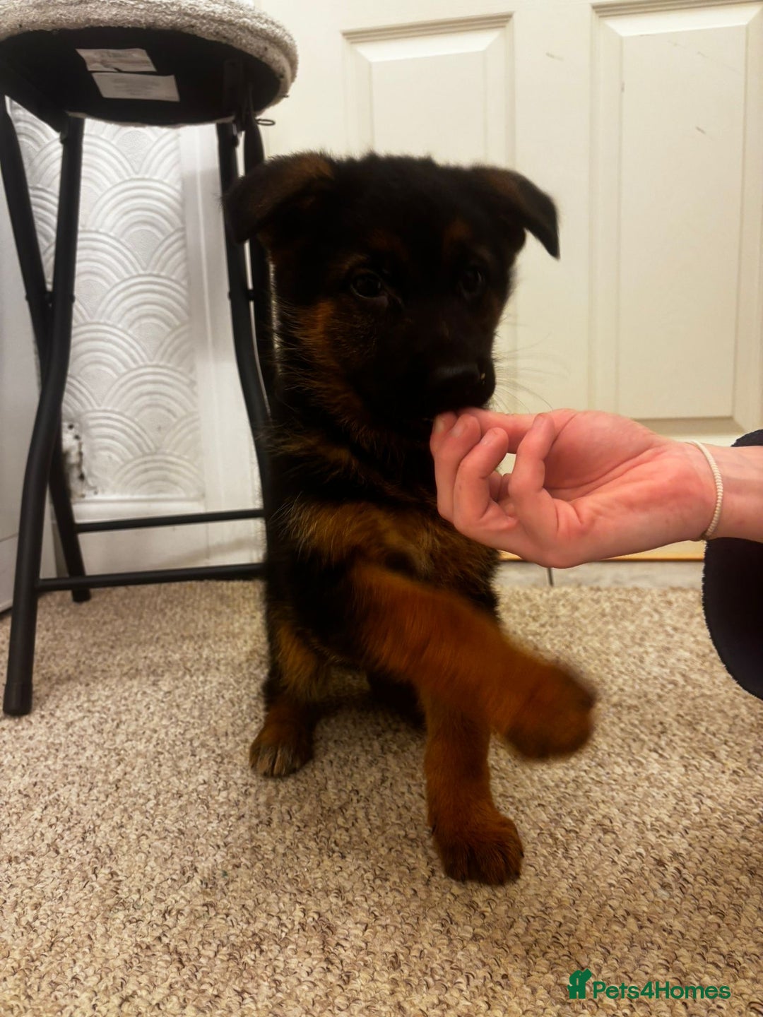 German Shepherd dogs for sale: Bloodline German shepherd puppy’s  - Advert 4