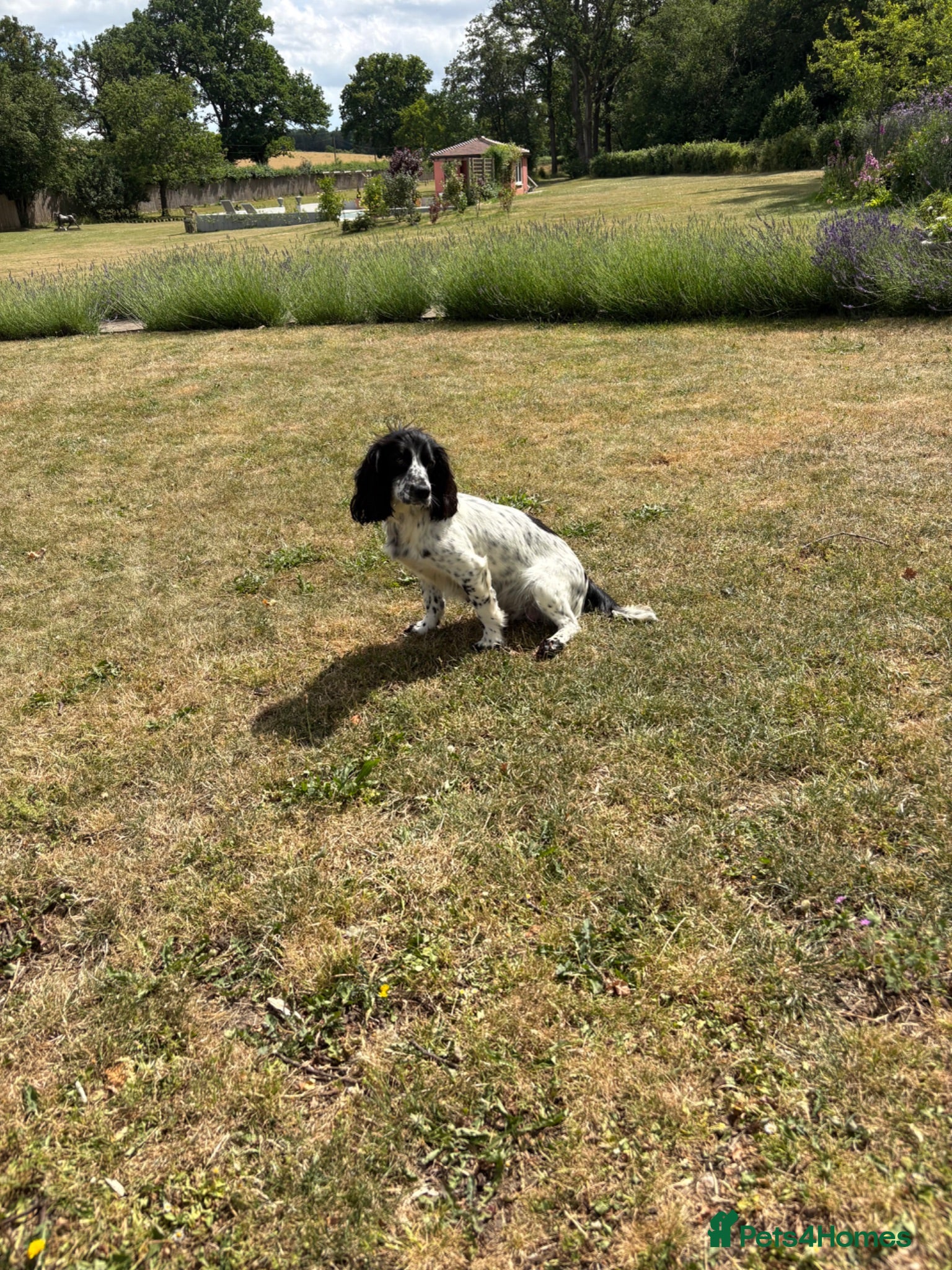 Cocker Spaniel dogs Cocker spaniel  - Advert 1