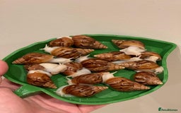 Snails invertebrates for sale: Giant African Land Snails (Achantina Fulica) - Image 1