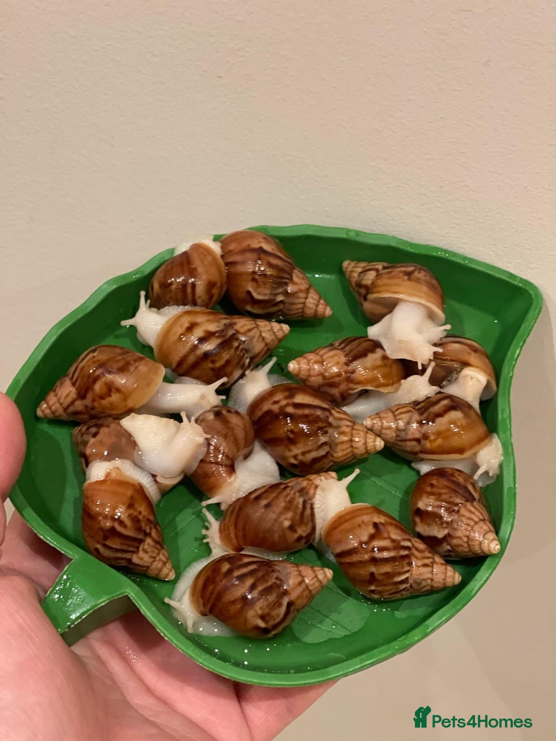 Snails invertebrates for sale: Giant African Land Snails (Achantina Fulica) - Image 1