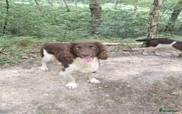 English Springer Spaniel dogs for stud: Salrowbra Gundogs at Stud in Ossett - Image 6