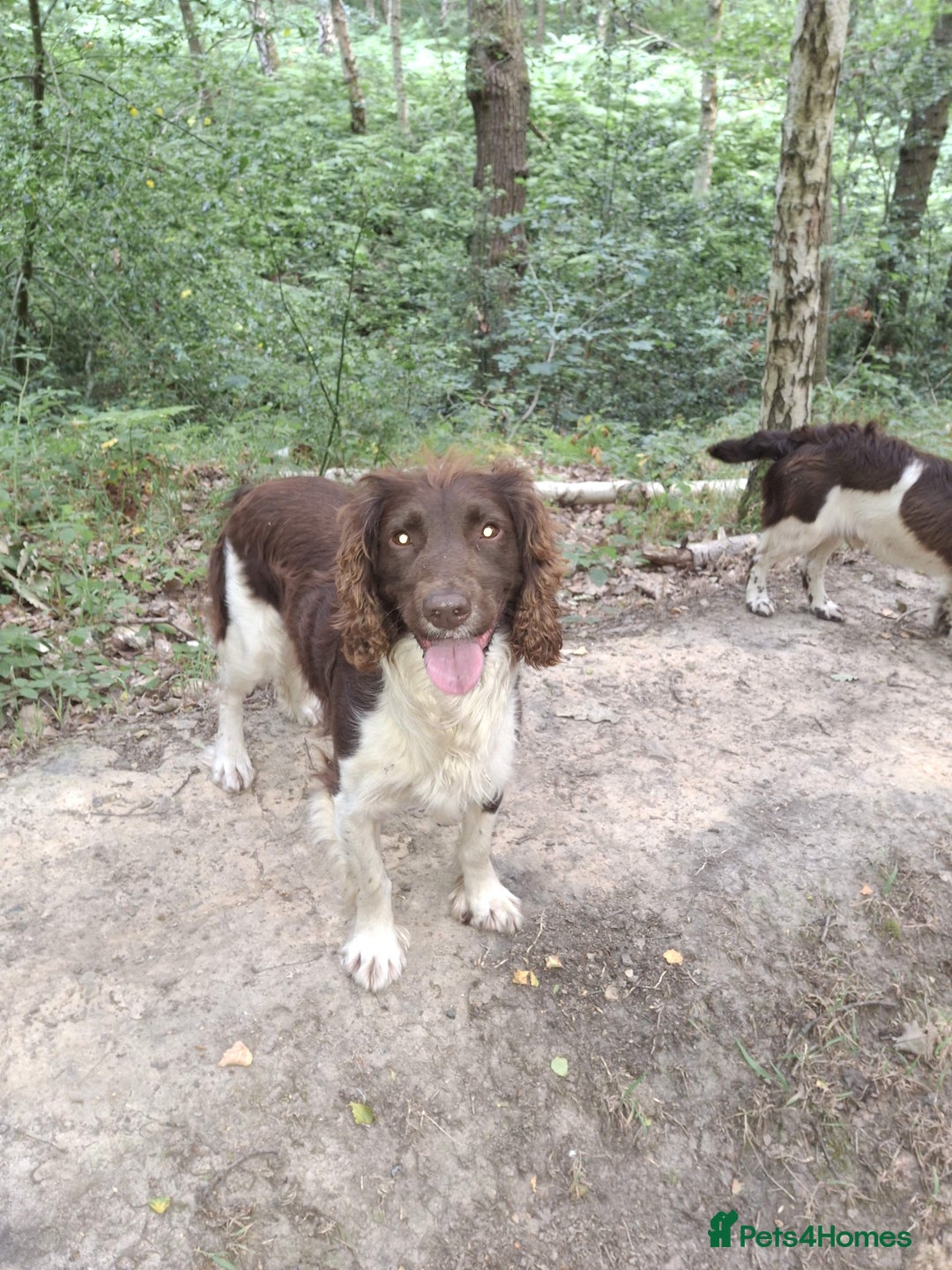 English Springer Spaniel dogs for stud: Salrowbra Gundogs at Stud in Ossett - Image 6