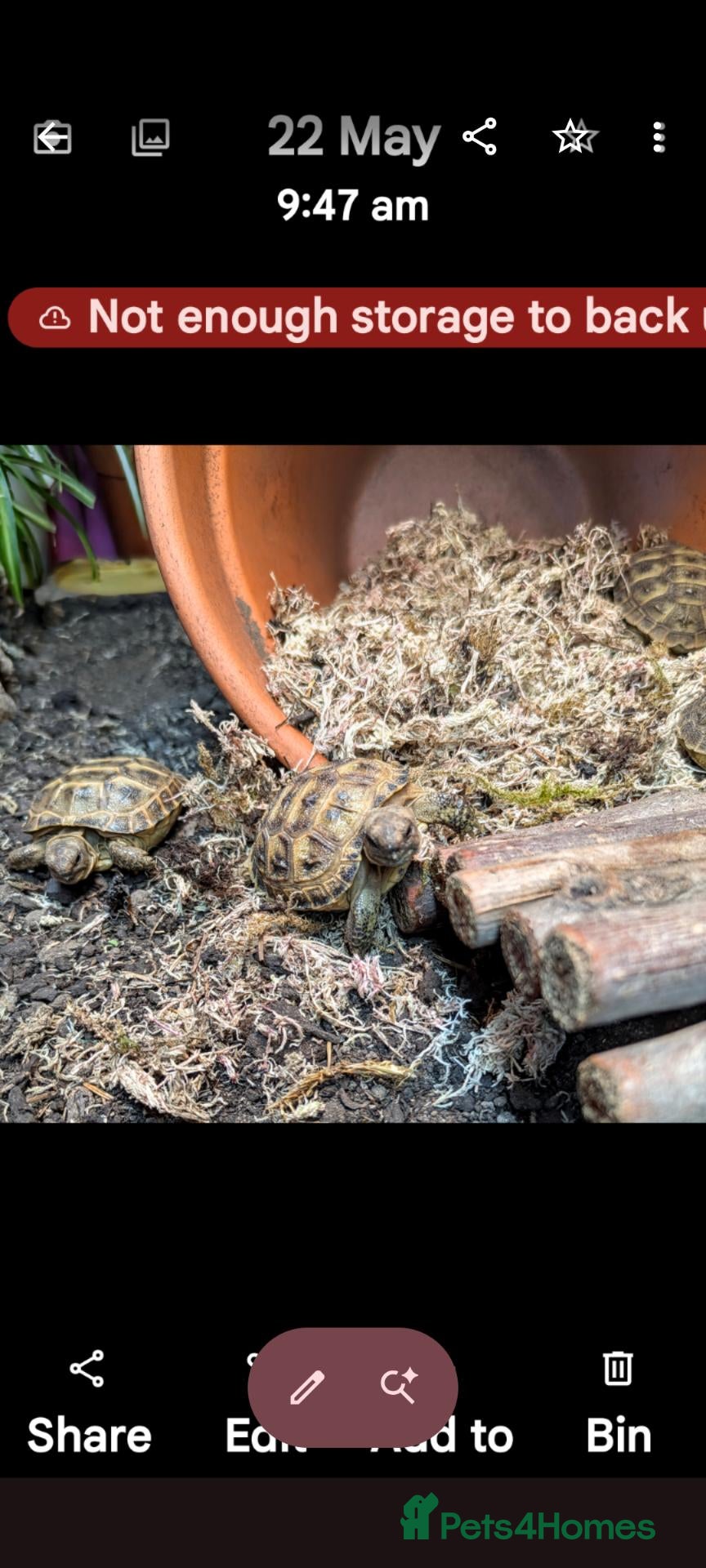 Tortoise reptiles Baby horsfield tortoises + setups  - Advert 2
