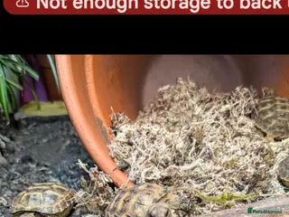 Tortoise reptiles Baby horsfield tortoises + setups - Advert 2