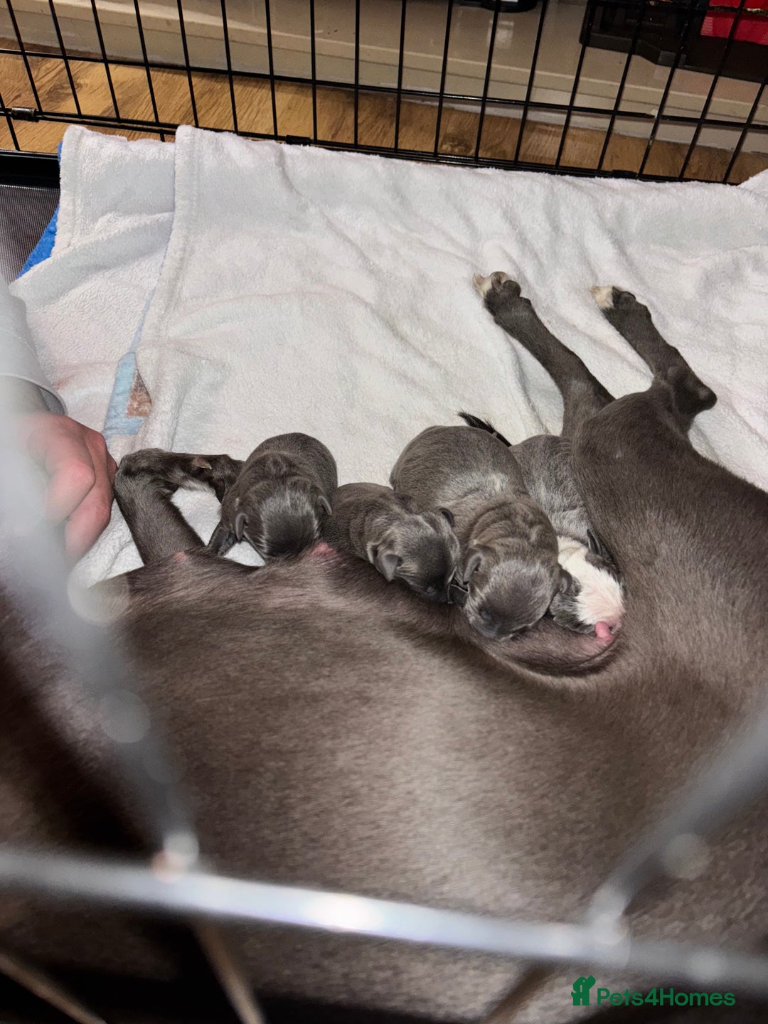 Mixed Breed dogs for sale: Whippet x Italian Greyhound Puppies  - Advert 3