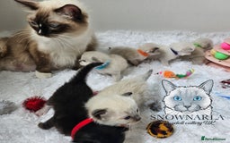 Ragdoll cats for sale: 3 Tica Boys Genetic test Certyficate HCM and PKD  - Image 9