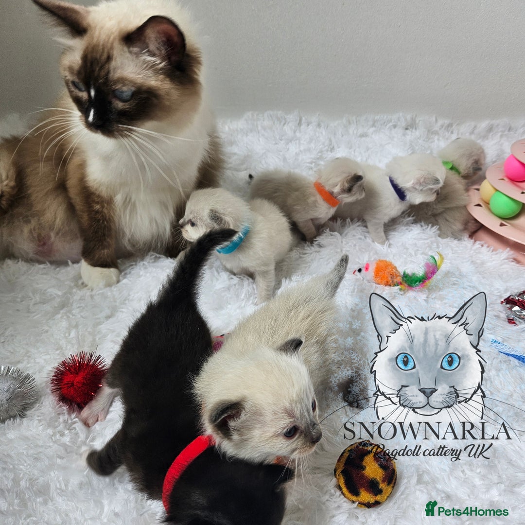Ragdoll cats for sale: 3 Tica Boys Genetic test Certyficate HCM and PKD  - Image 9