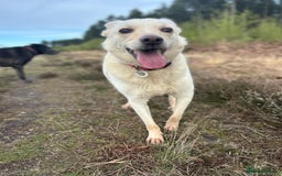 Mixed Breed dogs for adoption: Buddy - Norwich Norfolk  - Image 10