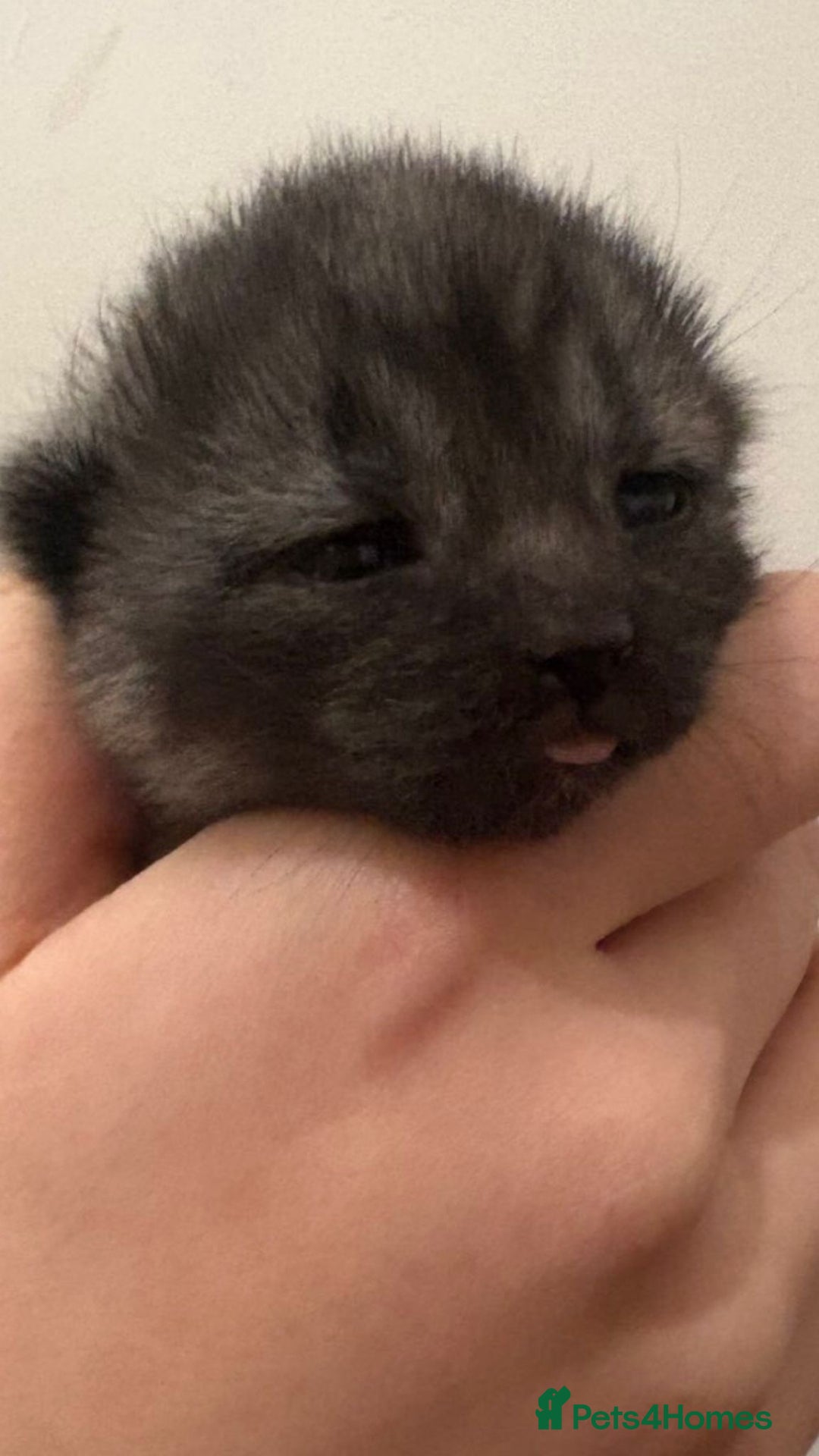 Domestic Shorthair cats for sale: 3 gorgeous kittens  - Advert 10