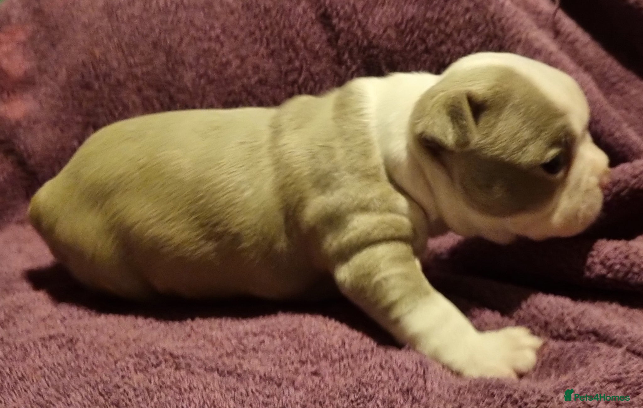 Boston Terrier dogs 5*Stunning Lilac Kc Boston Terrier boy - Advert 2