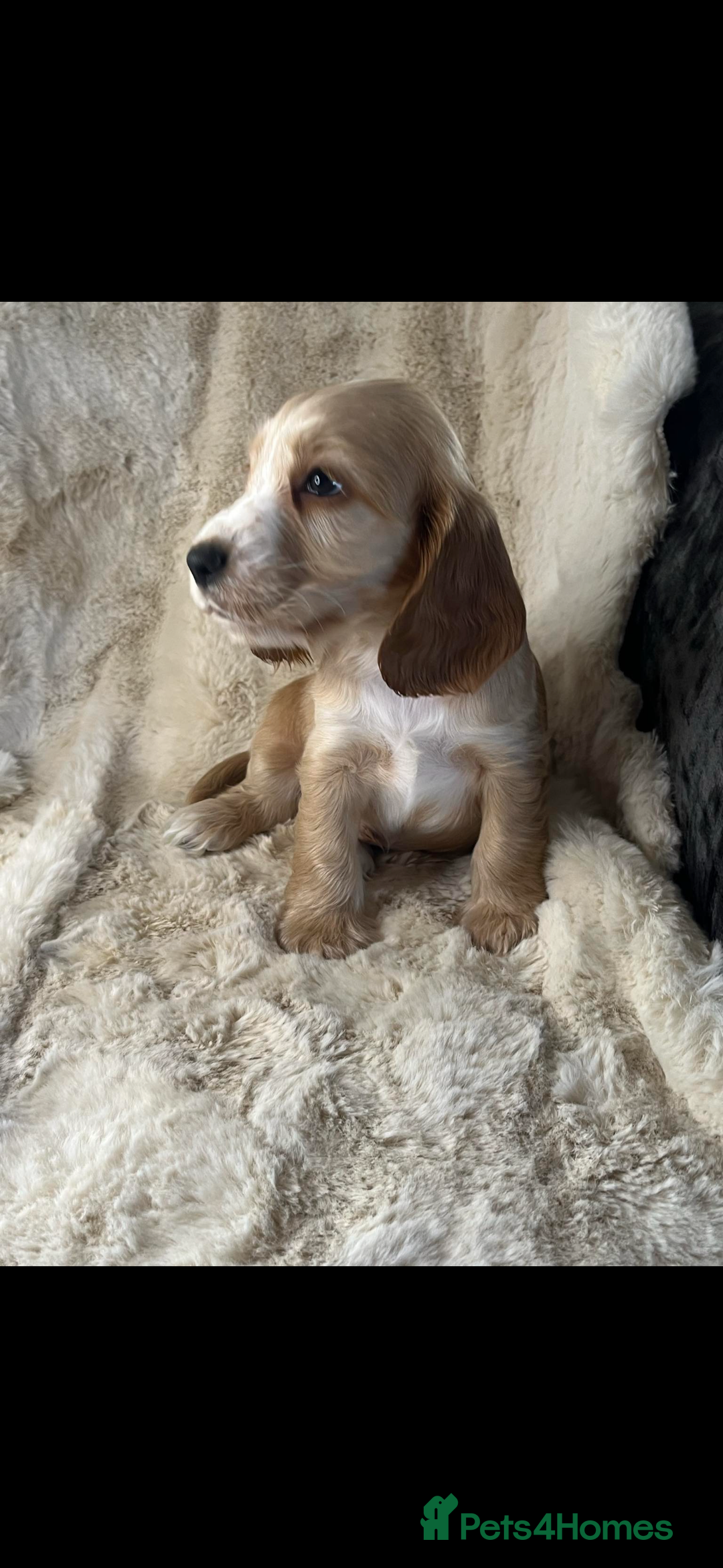 Cocker Spaniel dogs for sale: Health tested cocker spaniel puppies  - Advert 2