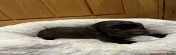 Cocker Spaniel dogs for sale: WCS puppies from amazing breed lines - Advert 6