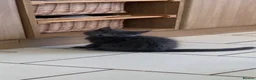Maine Coon cats for sale: Beautiful Maine coon kittens  - Advert 13