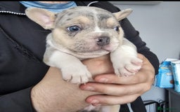 French Bulldog dogs for sale: Merle lilac & tan french bulldog puppy - Image 1