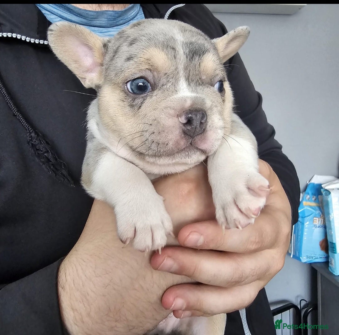 French Bulldog dogs for sale: Merle lilac & tan french bulldog puppy - Image 1