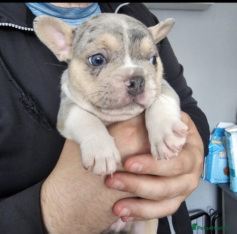 French Bulldog dogs - Advert 12