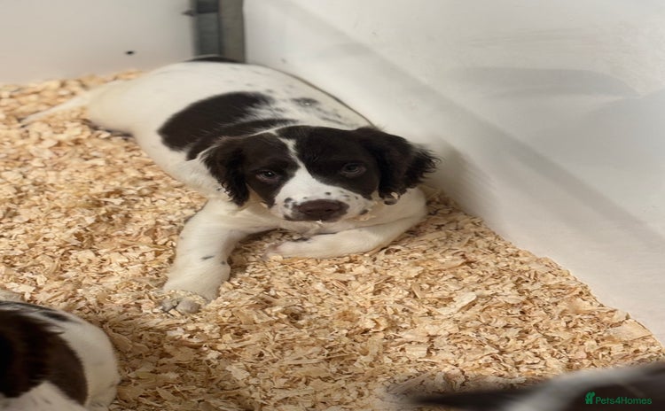 English Springer Spaniel dogs - Advert 8