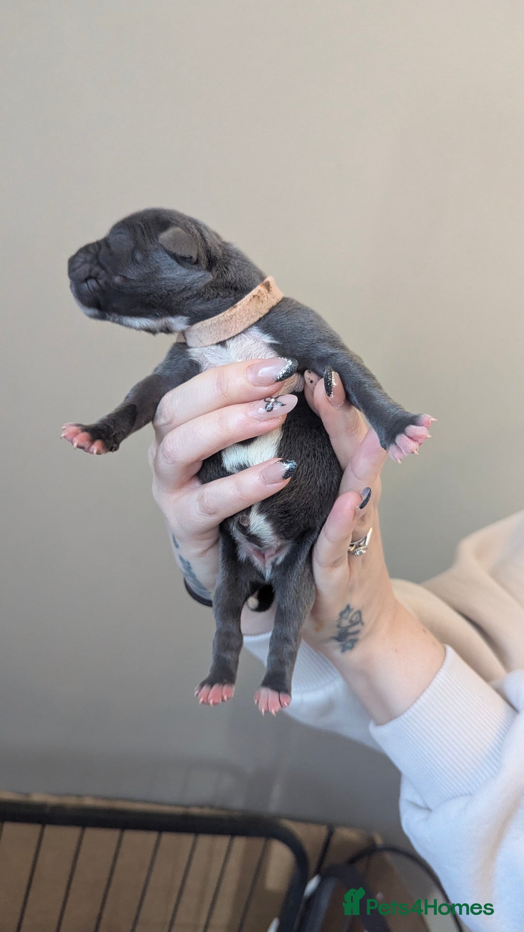 Staffordshire Bull Terrier dogs for sale: Beautiful KC reg Staffordshire bull terriers - Advert 17