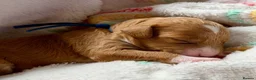 Cockapoo dogs for sale: 6x Toy Cockapoo Pups  - Advert 12