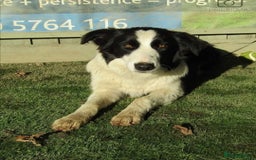 Border Collie dogs for sale: Quality Confident Border Collie Puppies - Image 4