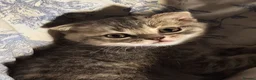 Scottish Fold cats for sale: 5 Pedigree Beautiful Loving Scottish Folds  - Advert 6