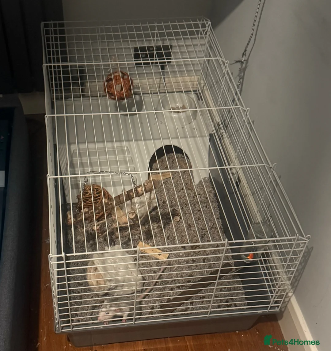 Rat rodents for sale: Two female rats + cage and accessories  in London - Advert 1