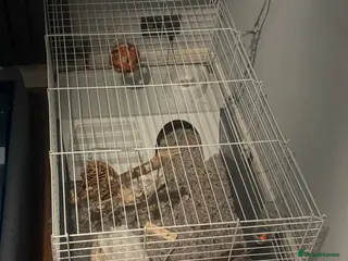 Rat rodents Two female rats + cage and accessories - Advert 1