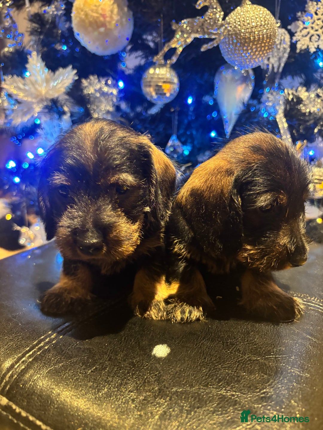 Miniature Dachshund dogs for sale: Wire Haired Dachshunds  - Advert 15