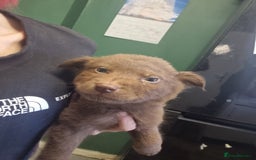 Mixed Breed dogs for sale: Cocker pei puppies ready now  - Image 12