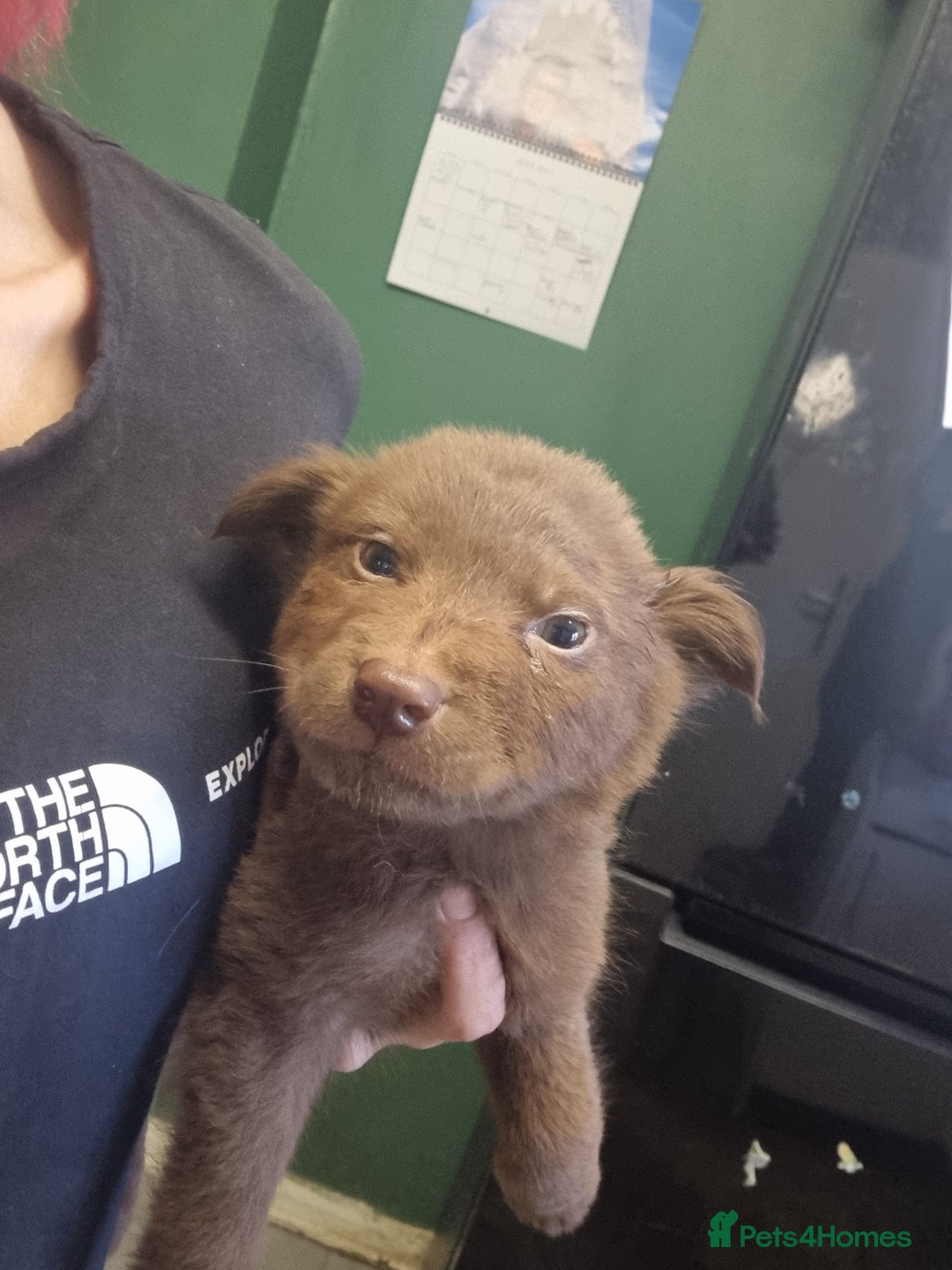 Mixed Breed dogs for sale: Cocker pei puppies ready now  - Image 12