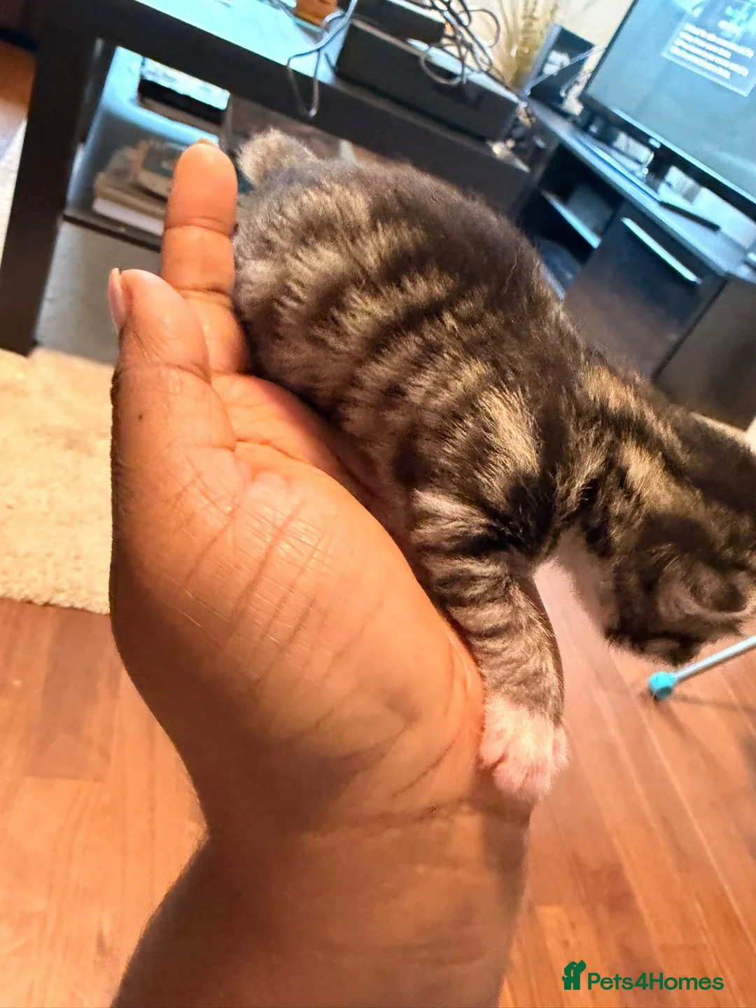 Mixed Breed cats for sale: Adorable kittens in Croydon - Advert 7