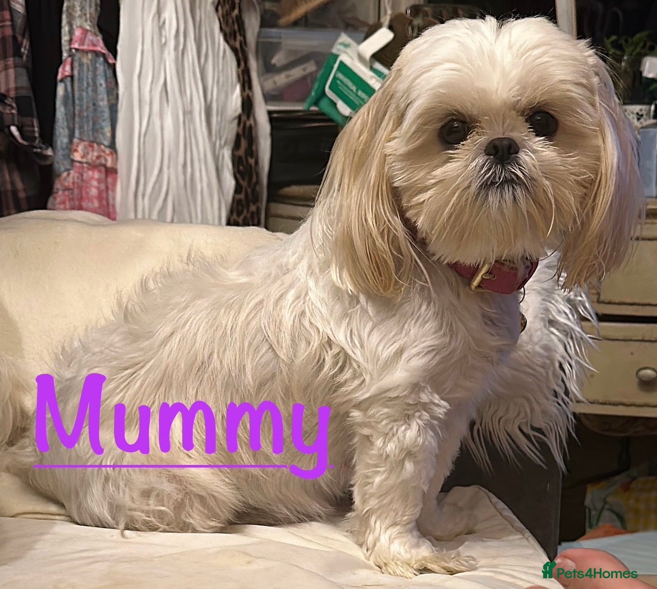 Shih Tzu dogs White Lavender Shih Tzu Puppies - Advert 3