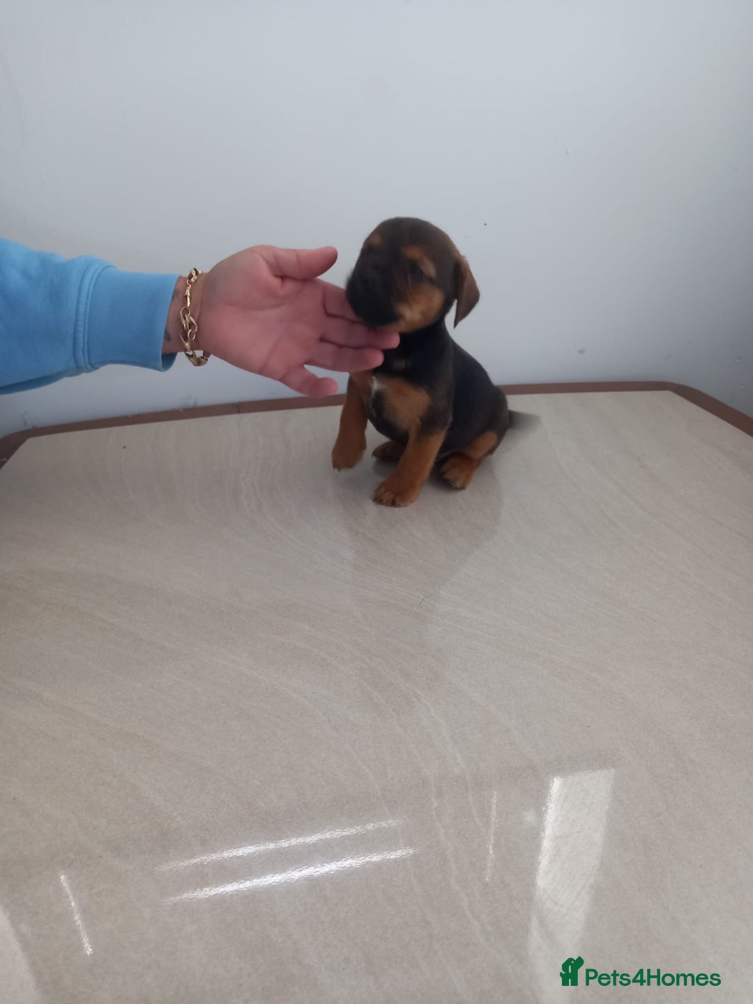 Mixed Breed dogs for sale: Patterdale x border terrier  - Image 5
