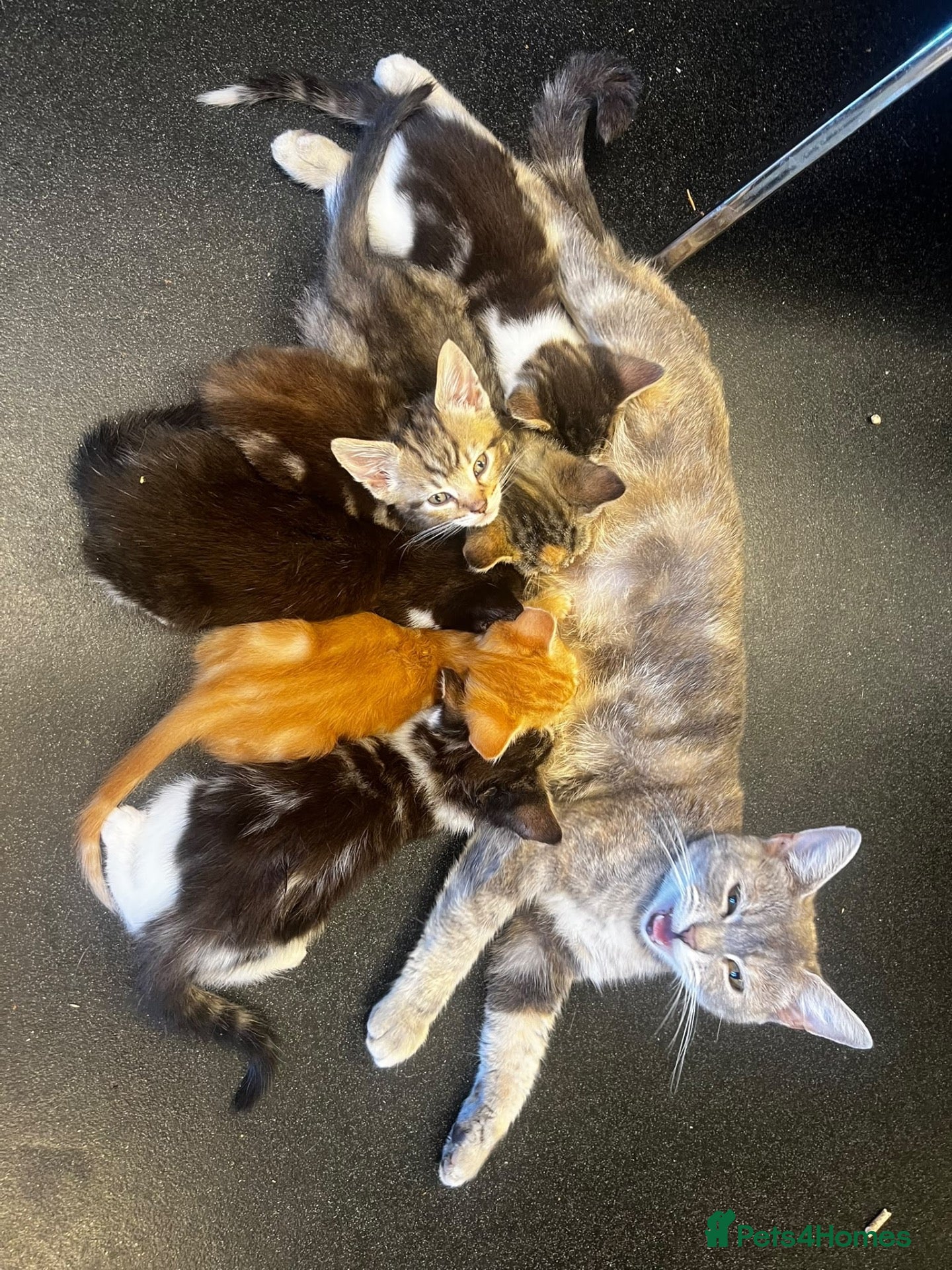 Mixed Breed cats 6 Beautiful Tabby x British Shorthair Kittens 🐾 - Advert 2