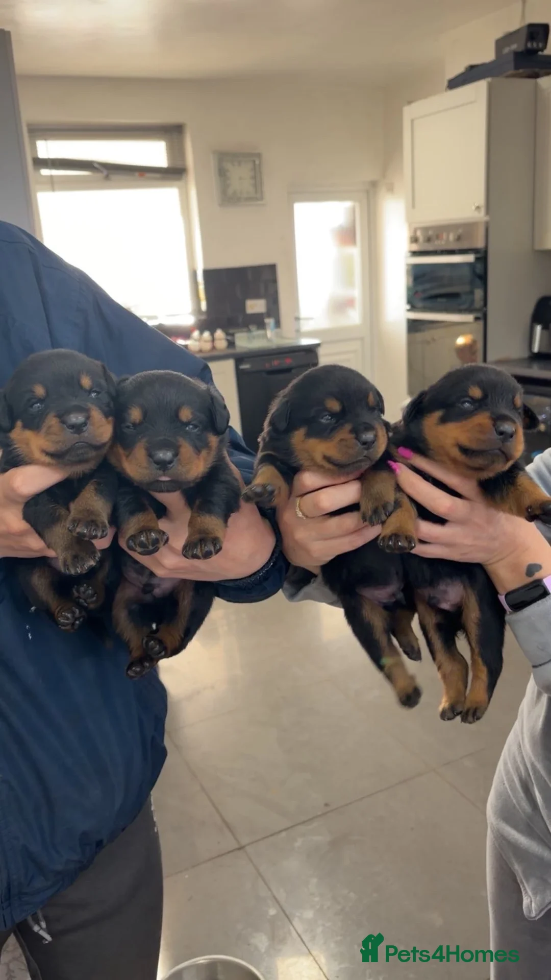Rottweiler dogs for sale: Big chunky Rottweiler pups  - Advert 1