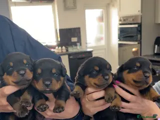 Rottweiler dogs Big chunky Rottweiler pups - Advert 2