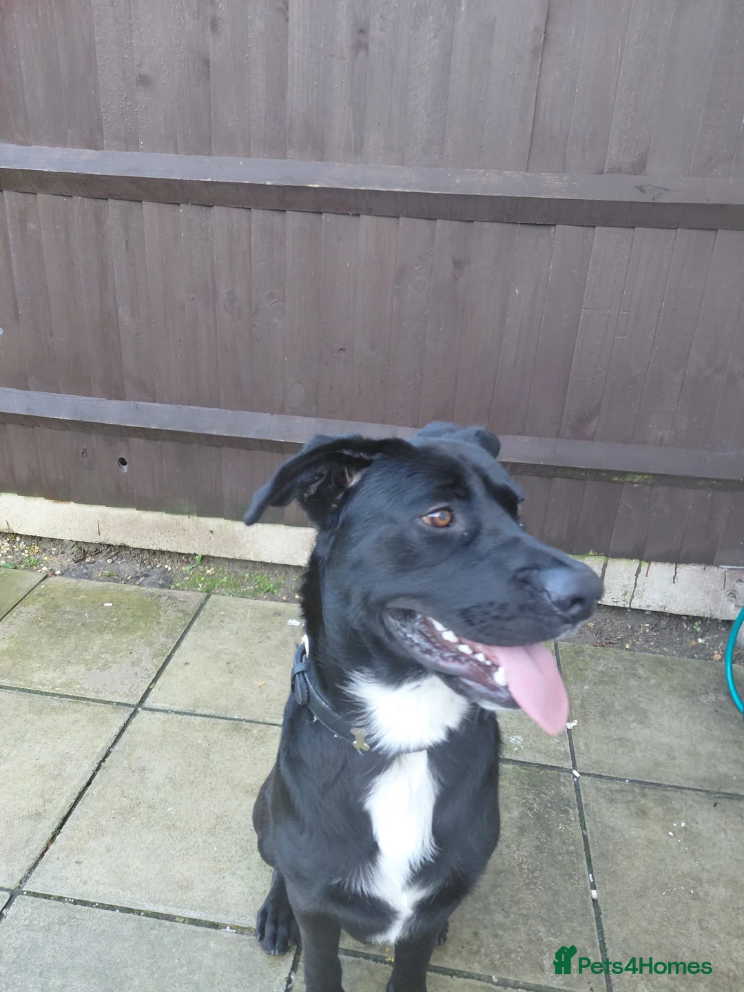 Mixed Breed dogs for sale: Lab-cane corsa - Advert 1