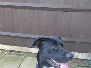 Mixed Breed dogs Lab-cane corsa - Advert 3