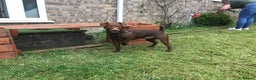 Patterdale Terrier dogs for stud: Chocolate patterdale terrier  - Advert 2