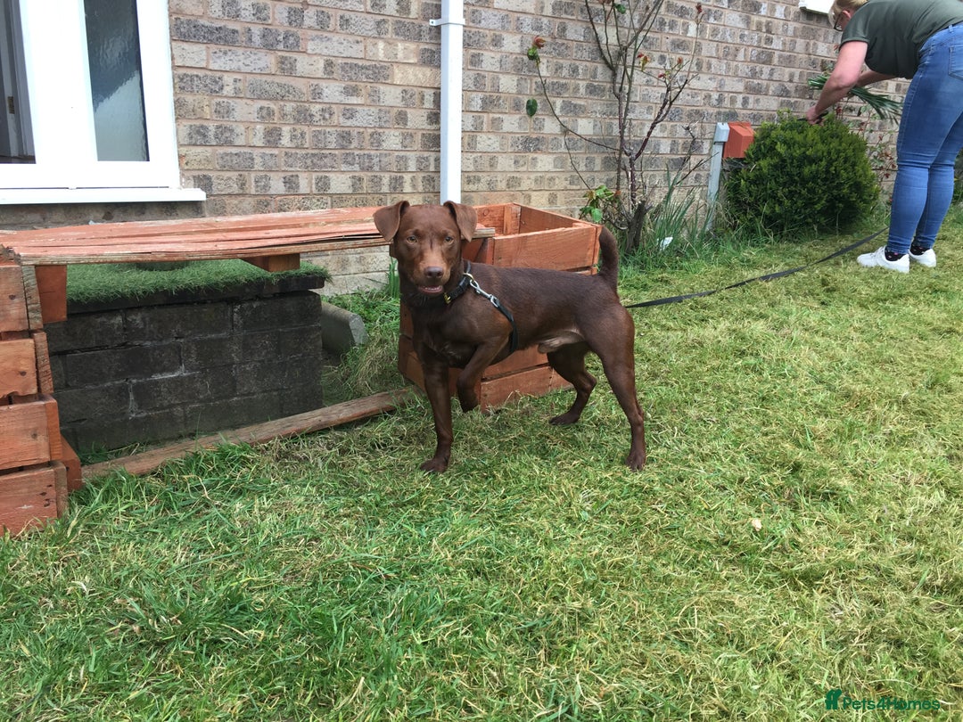 Patterdale Terrier dogs for stud: Chocolate patterdale terrier  - Advert 2