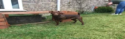 Patterdale Terrier dogs for stud: Chocolate patterdale terrier  - Advert 2